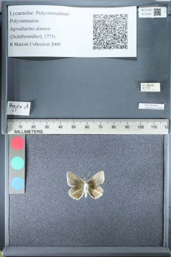 Media type: image;   Entomology 155821